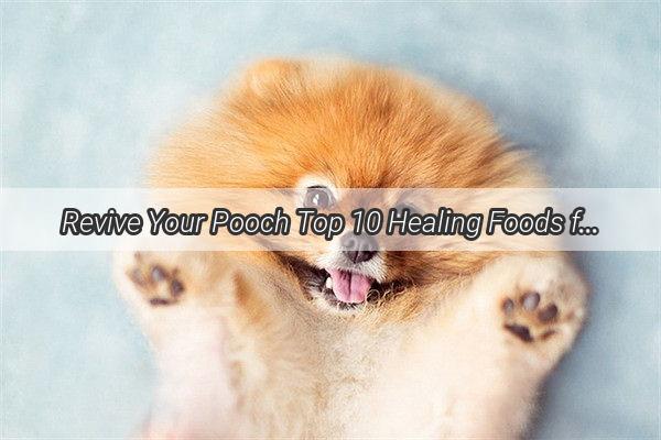 Revive Your Pooch Top 10 Healing Foods for Dogs with Illnesses